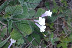 Streptocarpus meyeri