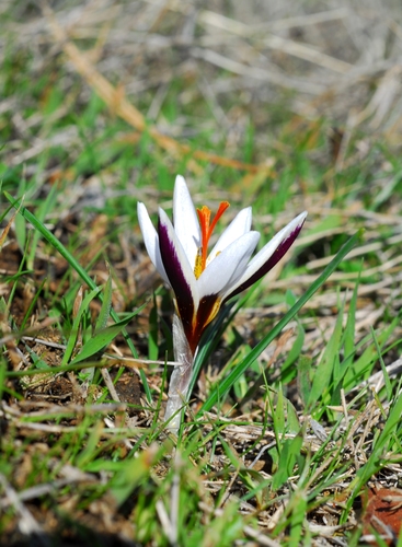 Hartmann's Crocus (Crocus hartmannianus)