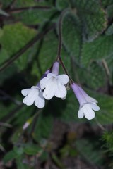 Streptocarpus meyeri
