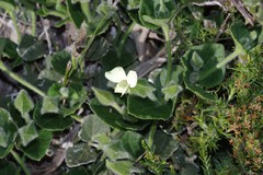 Thunbergia capensis