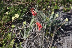 Cyrtanthus staadensis