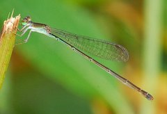 Agriocnemis palaeforma