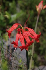 Cyrtanthus staadensis
