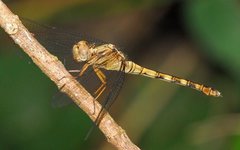 Orthetrum julia