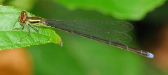 Pseudagrion hageni