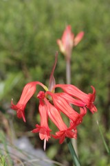 Cyrtanthus staadensis