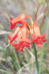 Cyrtanthus staadensis