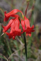 Cyrtanthus staadensis