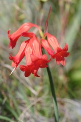 Cyrtanthus staadensis