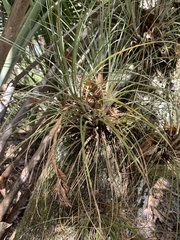 Tillandsia bartramii