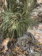 Tillandsia bartramii