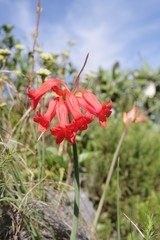 Cyrtanthus staadensis