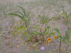 Weberbauerella brongniartioides