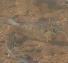 Sarotherodon melanotheron