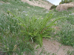 Weberbauerella brongniartioides
