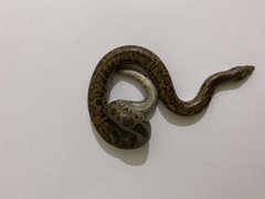 Eryx whitakeri