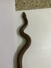 Eryx whitakeri