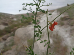 Poissonia weberbaueri