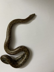 Eryx whitakeri