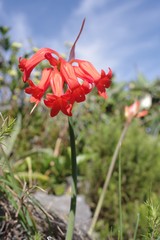 Cyrtanthus staadensis