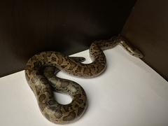 Eryx whitakeri