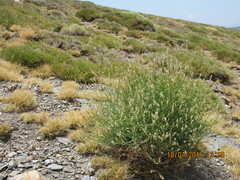 Reseda complicata