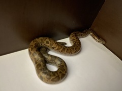 Eryx whitakeri