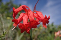 Cyrtanthus staadensis