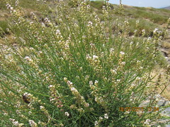 Reseda complicata