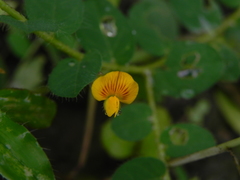 Crotalaria filipes