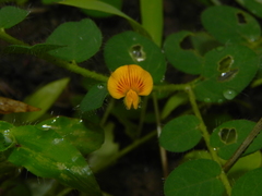 Crotalaria filipes