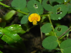 Crotalaria filipes