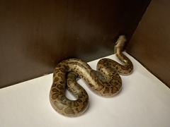 Eryx whitakeri