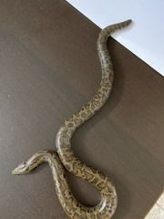 Eryx whitakeri