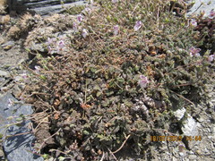 Erodium cheilanthifolium