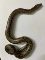 Eryx whitakeri