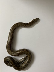Eryx whitakeri