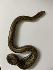 Eryx whitakeri
