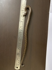 Eryx whitakeri