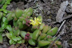 Delosperma rogersii