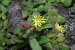 Delosperma rogersii