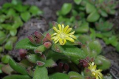 Delosperma rogersii
