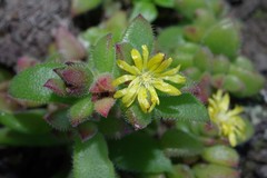 Delosperma rogersii