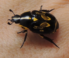 Rutela lineola