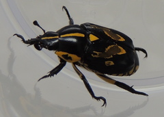 Rutela lineola