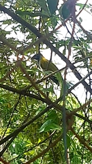 Saltator atriceps