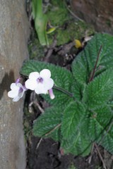 Streptocarpus meyeri