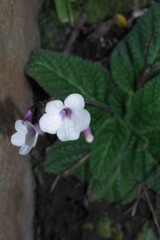 Streptocarpus meyeri