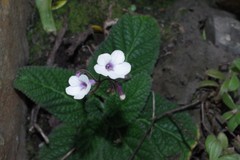 Streptocarpus meyeri