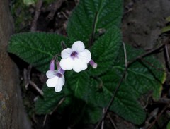 Streptocarpus meyeri
